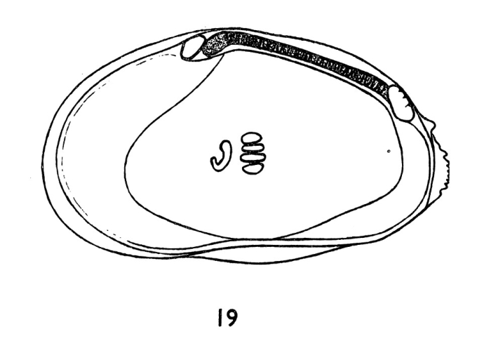 Ambocythere sulcata Bold, 1957 from the original description