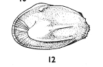 Ambocythere sulcata Bold, 1957 from the original description