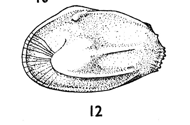 Ambocythere sulcata Bold, 1957 from the original description