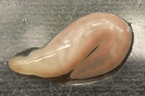 Specimen from the White Sea