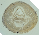 Transverse section (syntype)