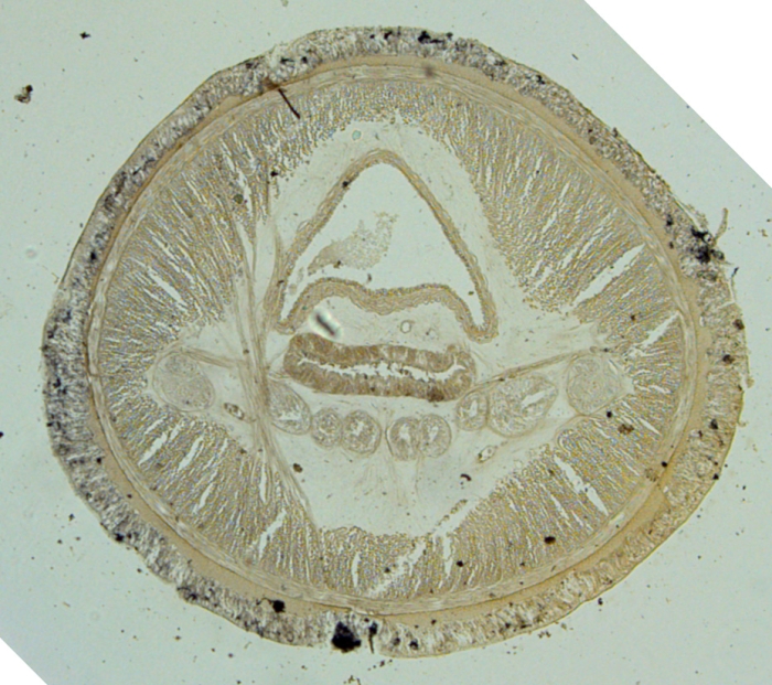 Transverse section (syntype) Transverse section (syntype)
