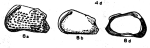 Hemicythere antillea Bold, 1946 from the original description 