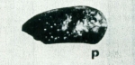 Paracytheridea edwardsi Teeter, 1975 from the original description