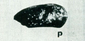Paracytheridea edwardsi Teeter, 1975 from the original description