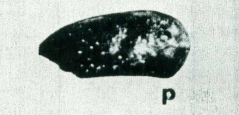 Paracytheridea edwardsi Teeter, 1975 from the original description