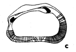 Quadracythere lankfordi Teeter, 1975 from the original description