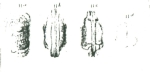 Caribbean Ostracoda