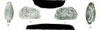 Quadracythere sparsa Bold, 1970 from the original description