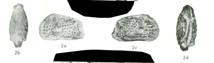 Quadracythere sparsa Bold, 1970 from the original description