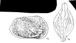 Caribbean Ostracoda