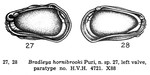 Bradleya hornibrooki Puri, 1960 from the original description