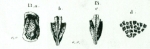 Cypridina haidingeri Reuss, 1850 from the original description