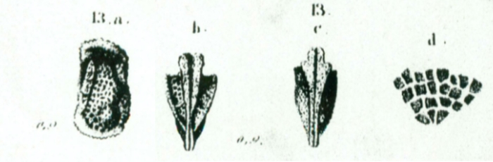 Cypridina haidingeri Reuss, 1850 from the original description