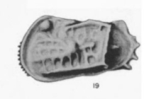 Cythereis collei Gooch, 1939 from the original description