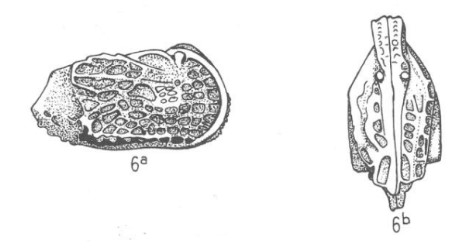 Hermanites grimsdalei Bold, 1957 from the original description