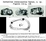Hermanites transoceanica Teeter, 1975 from the original description