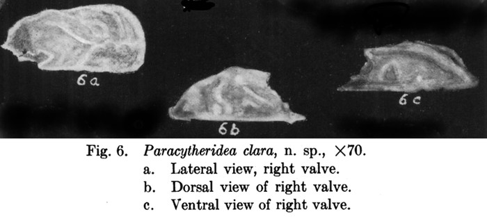 Paracytheridea clara Coryel &amp; Fields, 1937, Taken from original description