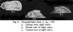 Paracytheridea clara Coryel & Fields, 1937, Taken from original description