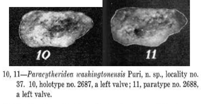 Paracytheridea washingtonensis Puri, 1954
