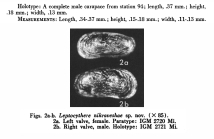 Leptocythere nikraveshae Morales, 1966 LV and RV from original description pl. 5 - 2a-2b