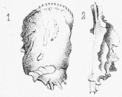 Cythere pannosa Brady, 1869 from the original description