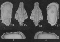 Cythereis kewi Leroy, 1943 from the original description