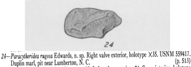 Paracytheridea rugosa Edwards, 1944 from the original description