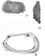 Quadracythere aequalis Bold, 1963 from the original description