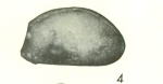 Caribbean Ostracoda