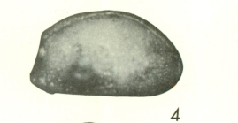 Uroleberis torquata Bold, 1968 from the original description