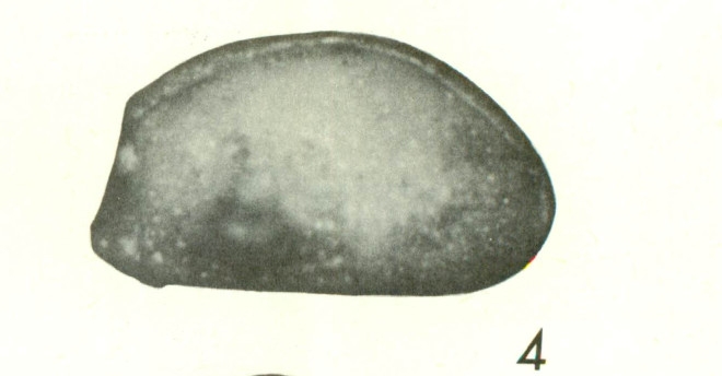 Uroleberis torquata Bold, 1968 from the original description