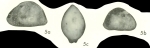 Uroleberis triangula Bold, 1968 from the original description