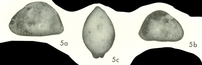 Uroleberis triangula Bold, 1968 from the original description
