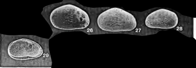 Xestoleberis profundis Whatley & Coles, 1987 from the original description