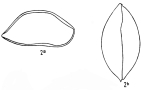Caribbean Ostracoda
