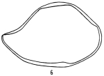 Bairdia exoura Bold, 1957 from the original description