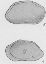 Bairdia laevicula Edwards, 1944 from the original description