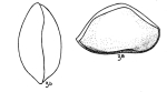 Bairdia soldadensis Bold, 1957 from the original description