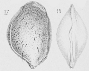 Bairdia victrix Brady, 1869 from the original description