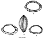 Bairdoppilata willisensis Puri, 1954 from the original description