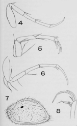 Nesidea cushmani Tressler, 1949 from the original description