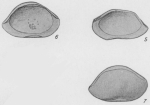 Bairdoppilata triangulata Edwards, 1944 from the original description