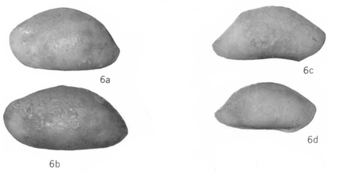 Bairdia dimorpha Bold, 1963 from the original description