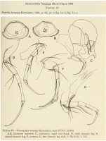 Paranesidea harpago (Kornicker, 1961) from the original description