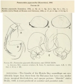 Paranesidea gigacantha (Kornicker, 1961) from the original description