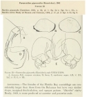 Paranesidea gigacantha (Kornicker, 1961) from the original description