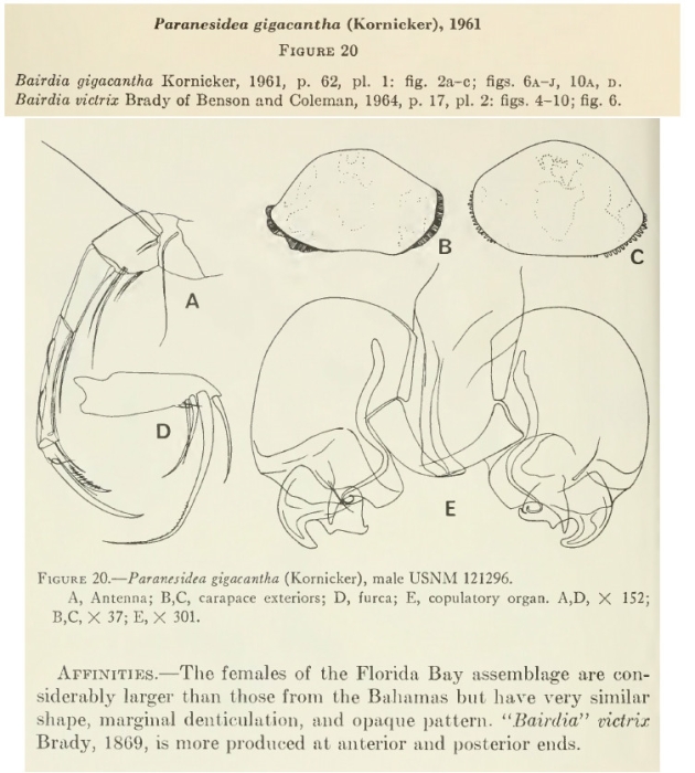 Paranesidea gigacantha (Kornicker, 1961) from the original description