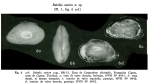 Bairdia oarion Bold, 1972 from the original description