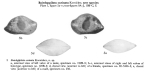 Bairdoppilata carinata Kornicker, 1961 from the original description